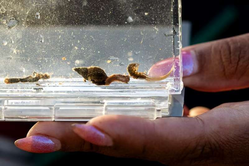 Rebeca Granillo, a fly-fishing instructor from Millcreek, checks out aquatic insects she found in the Provo River before fishing near Charleston on Wednesday.