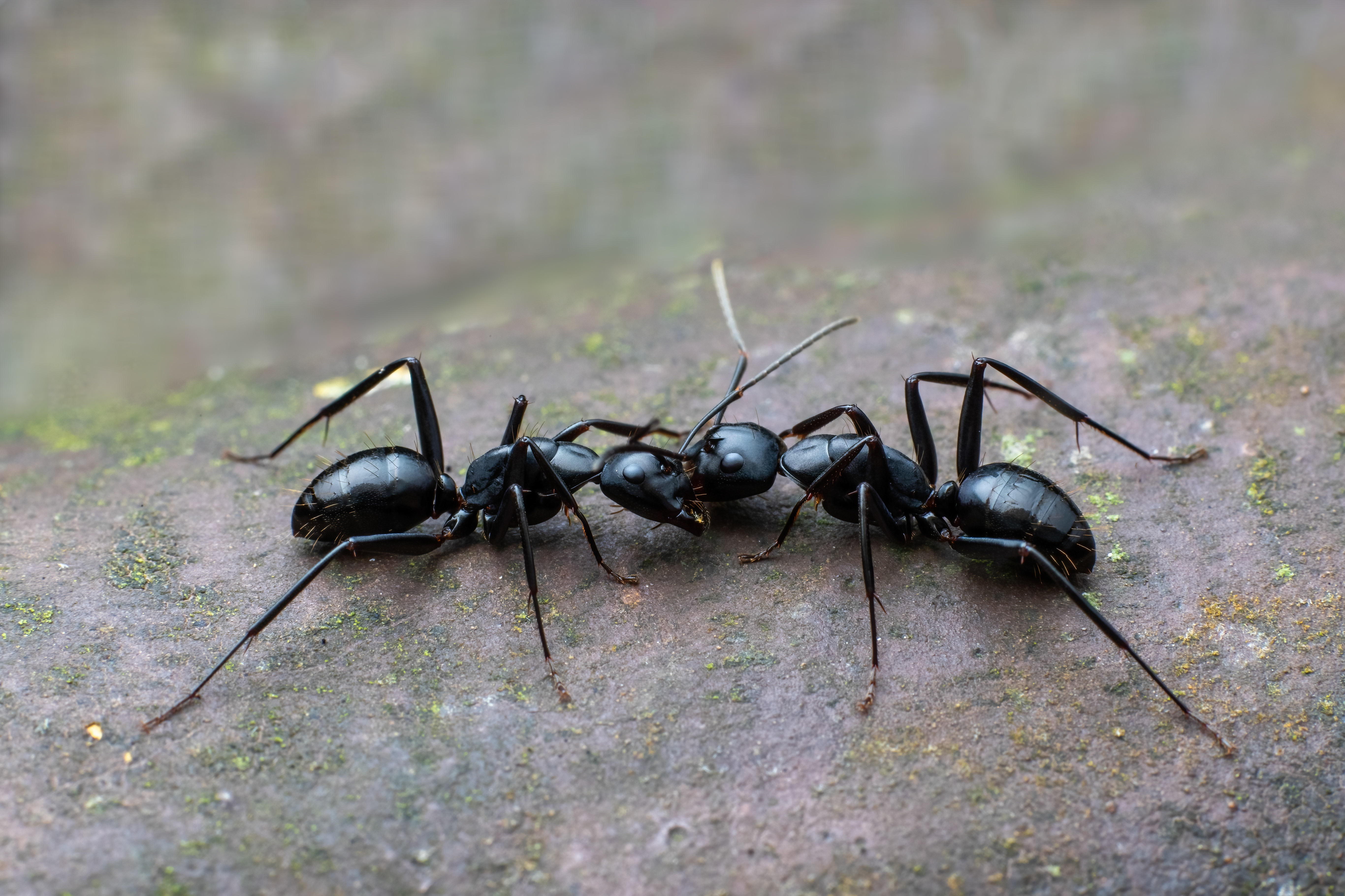 Hidden dangers of ants and spiders in Utah homes: Why prevention matters more than you think