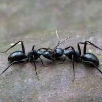 Hidden dangers of ants and spiders in Utah homes: Why prevention matters more than you think