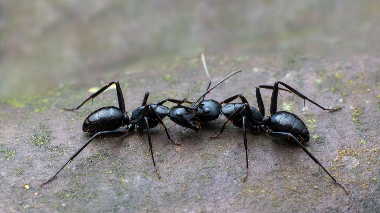 Hidden dangers of ants and spiders in Utah homes: Why prevention matters more than you think