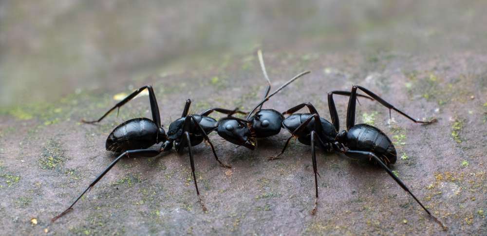 Hidden dangers of ants and spiders in Utah homes: Why prevention matters more than you think