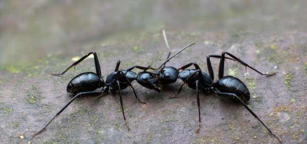 Hidden dangers of ants and spiders in Utah homes: Why prevention matters more than you think