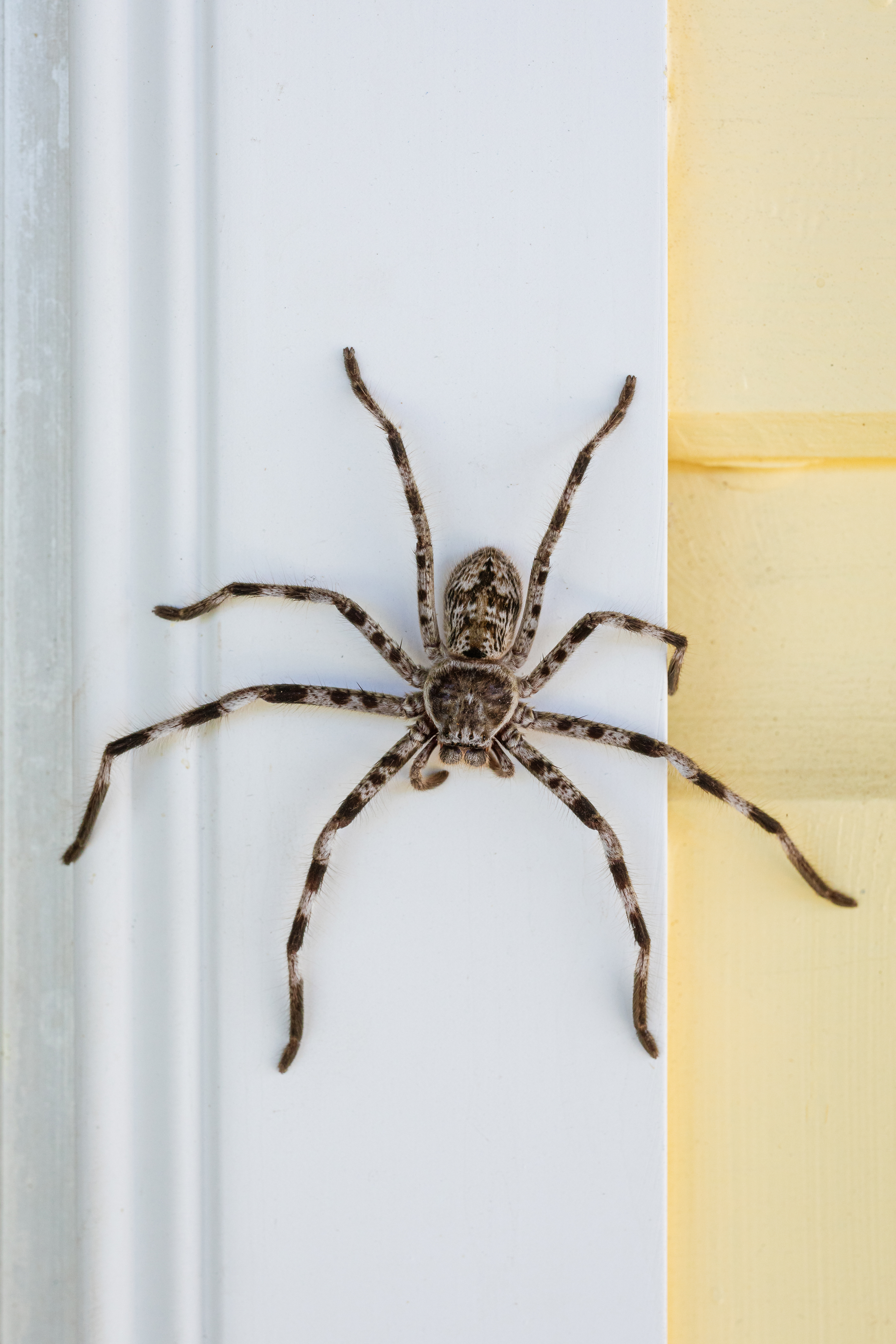 Hidden dangers of ants and spiders in Utah homes: Why prevention matters more than you think