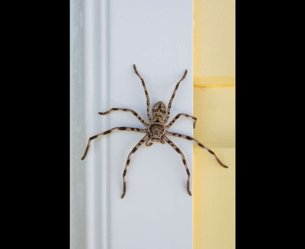 Hidden dangers of ants and spiders in Utah homes: Why prevention matters more than you think