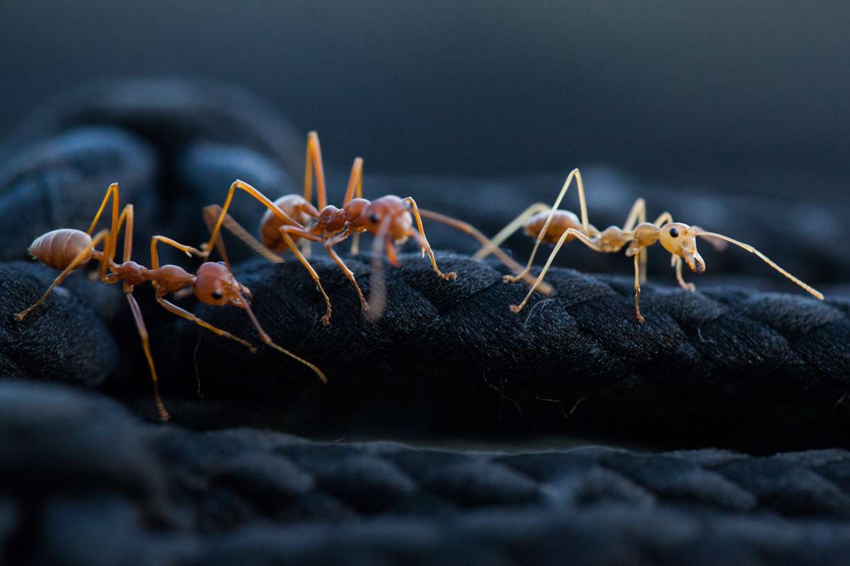 Hidden dangers of ants and spiders in Utah homes: Why prevention matters more than you think