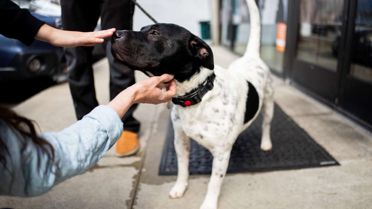 People pet Nick after he was taken on a walk outside the Best Friends Animal Society in Salt Lake City on Feb. 25. Acts of service involving pets are being encouraged during Good Deeds Day on Sunday.