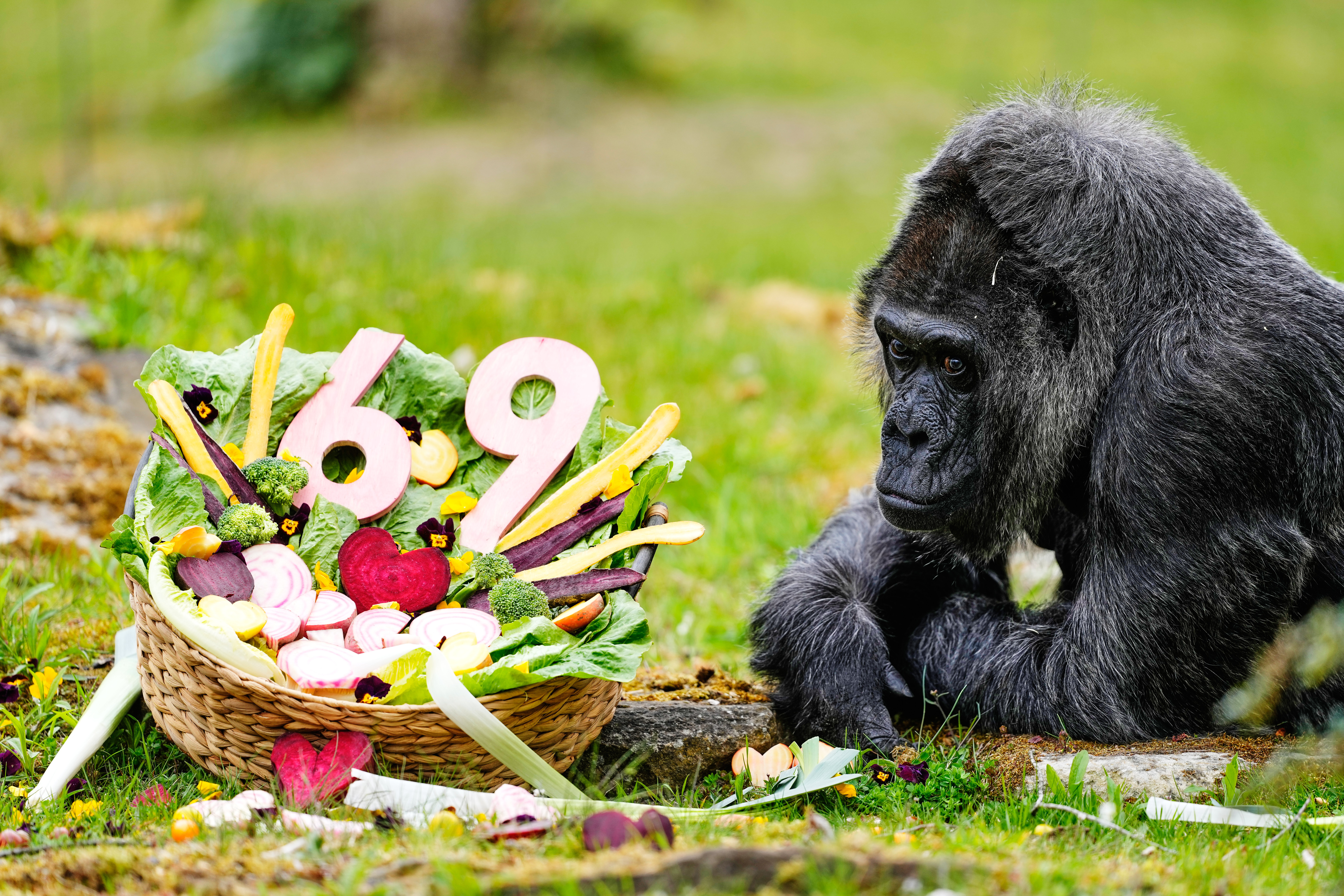 Fatou, the oldest of Berlin's zoo and also believed to be the world's oldest gorilla, eats vegetables to celebrate her 69th birthday in Berlin, Germany, on Monday.