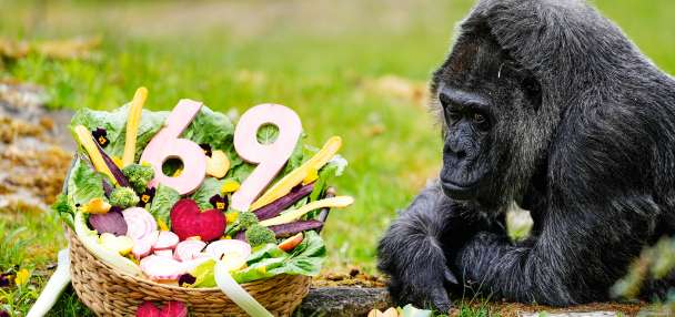 Happy 69th birthday to Fatou, the world's oldest gorilla living in captivity