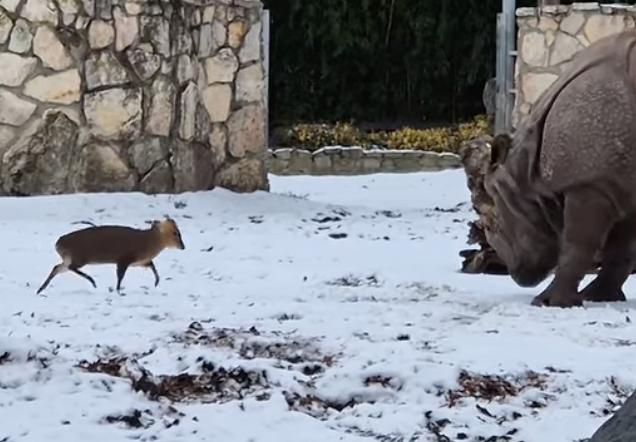 Have You Seen This? Tiny deer fearlessly faces a rhino