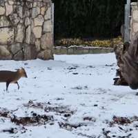 Have You Seen This? Tiny deer fearlessly faces a rhino