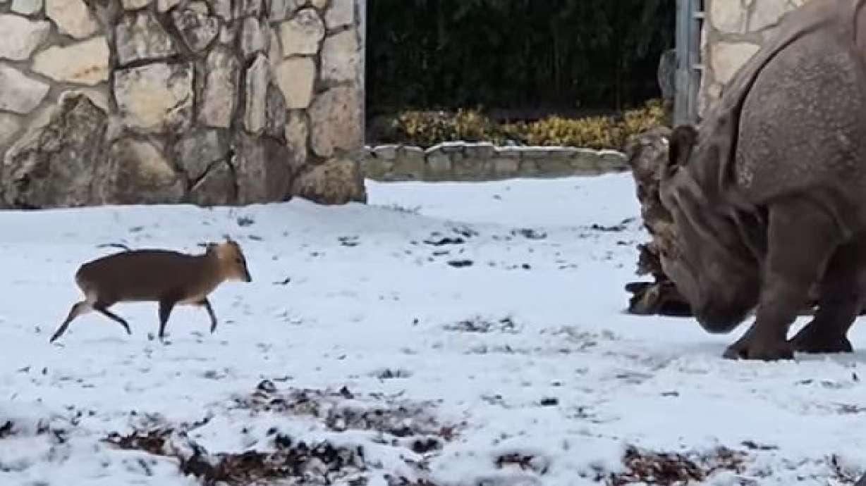 A tiny deer charges a rhinoceros at Zoo Wroclaw, in Poland, on Jan. 2.