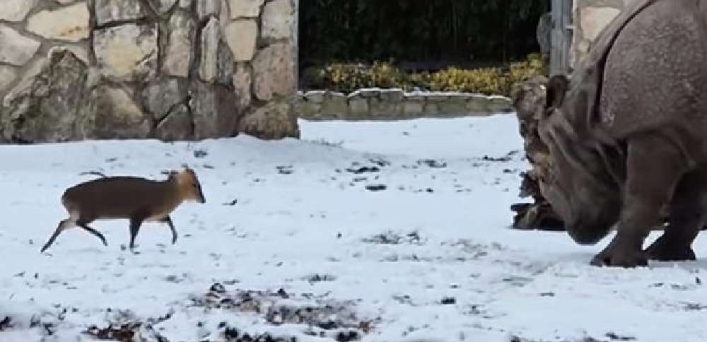 Have You Seen This? Tiny deer fearlessly faces a rhino