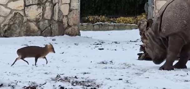 Have You Seen This? Tiny deer fearlessly faces a rhino