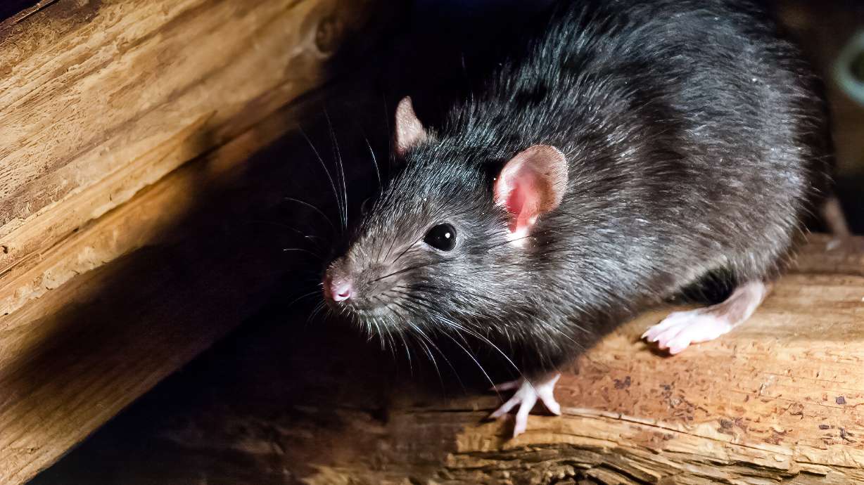 Washington, D.C., is launching a rat birth control program to lower the rodent population in the city.