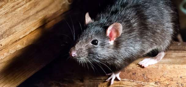 Top U.S. story anchor