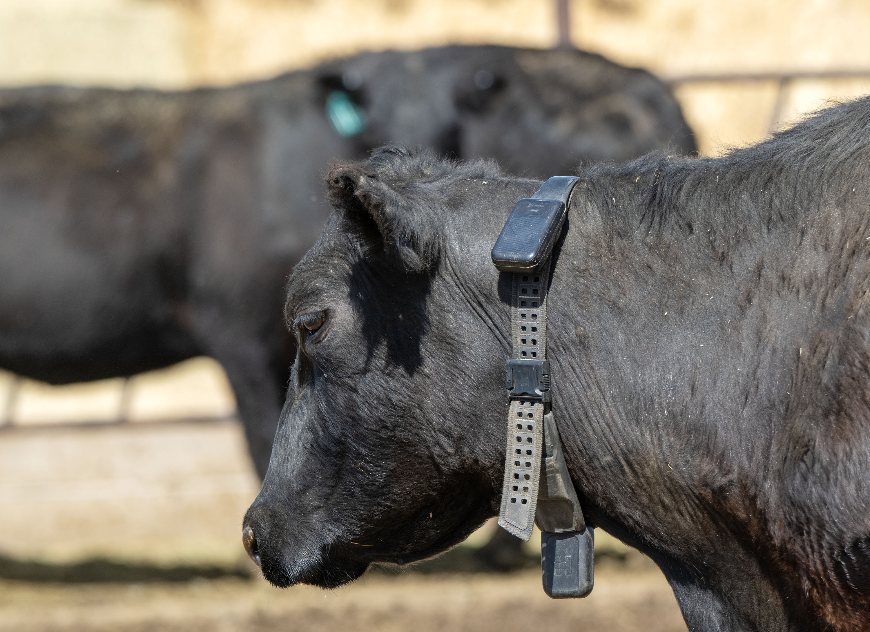 Technology is taking down fences on American cattle ranches