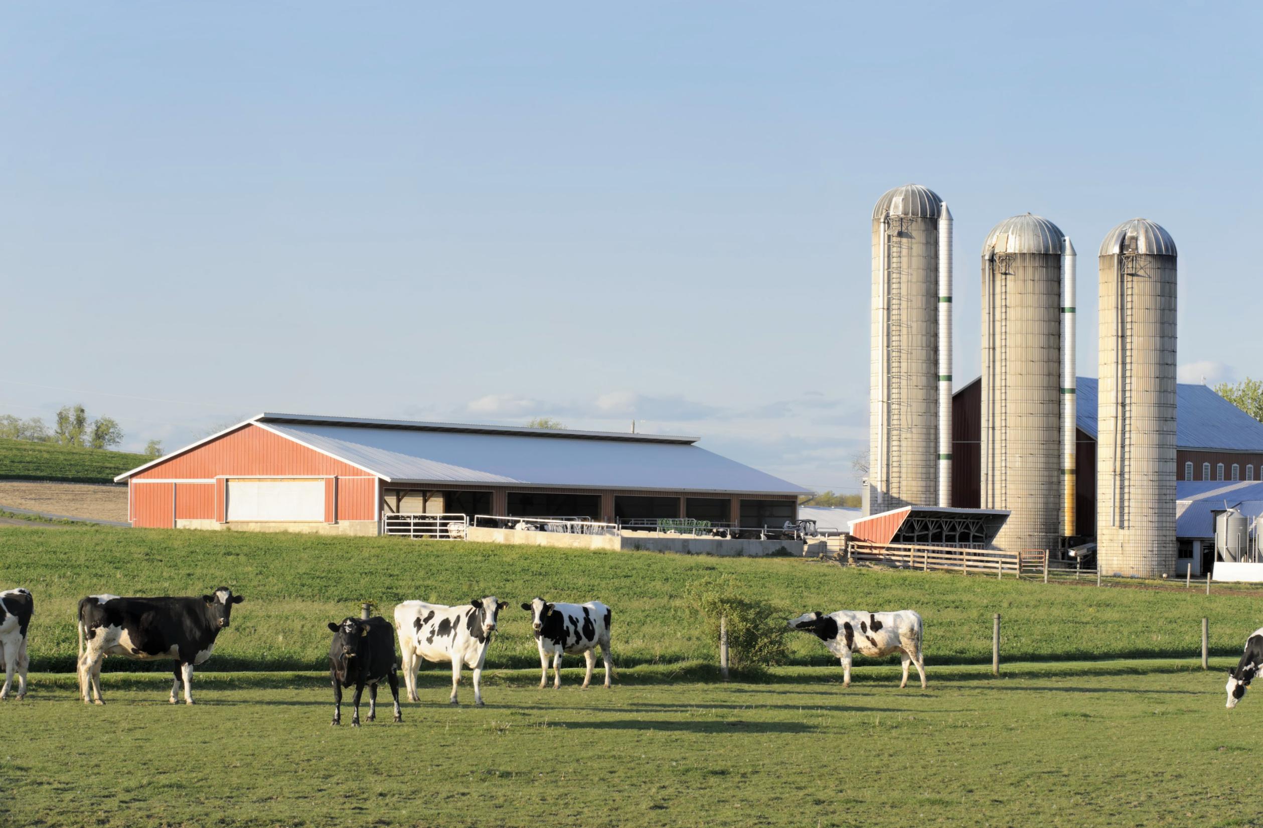 The heart of dairy: How farmers care for animals, land and future generations