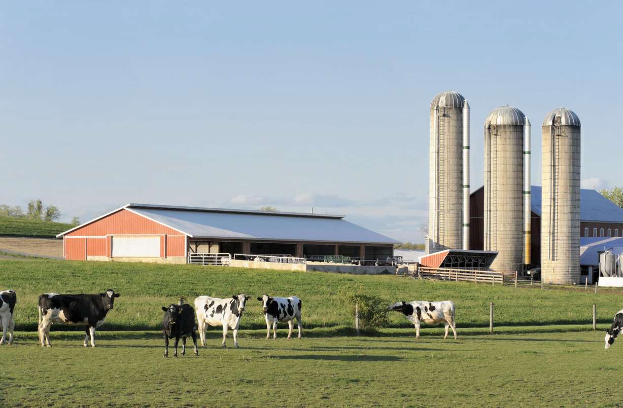 The heart of dairy: How farmers care for animals, land and future generations