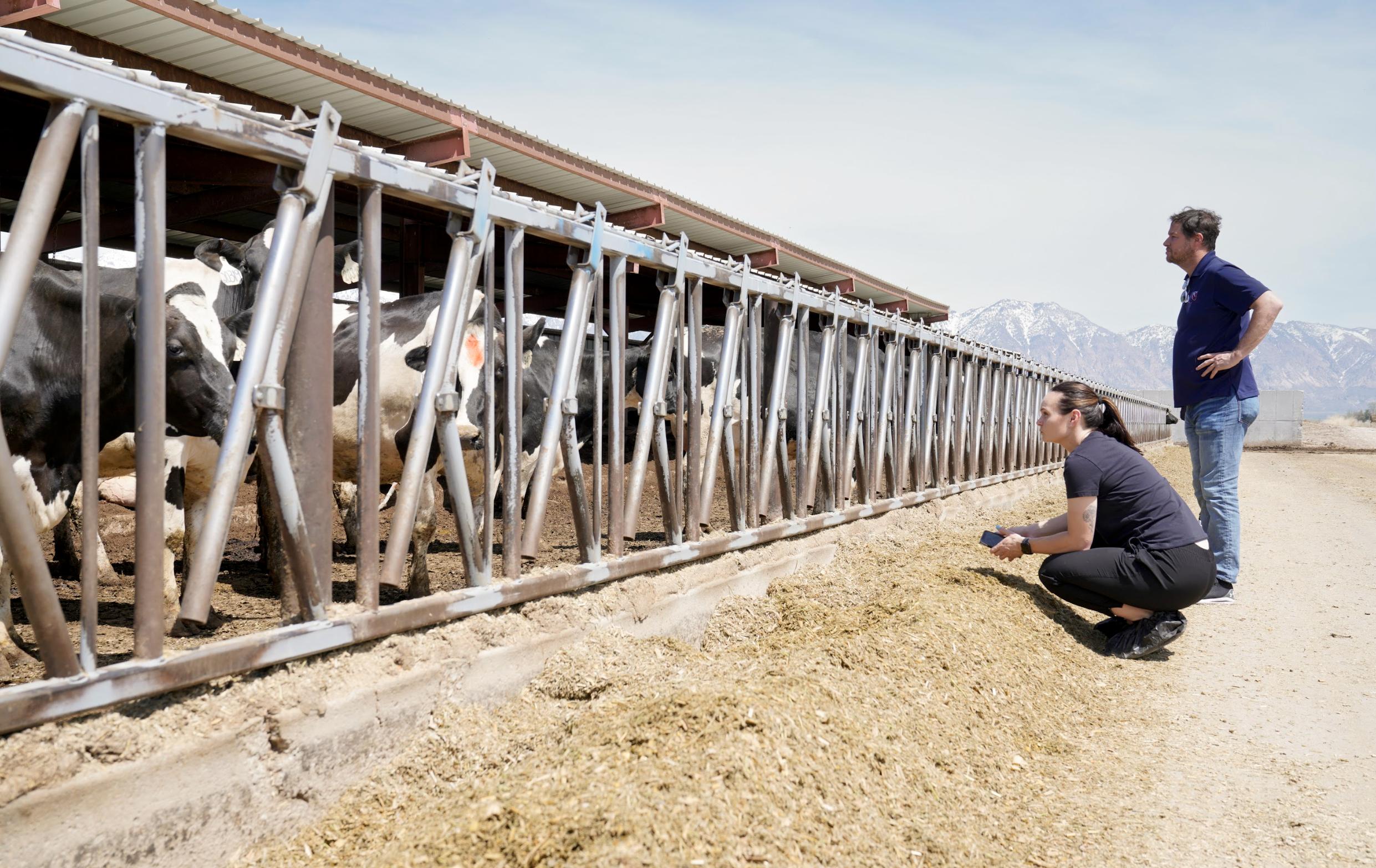 The heart of dairy: How farmers care for animals, land and future generations