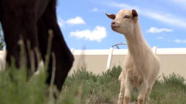 Grazing goats back at work in Eagle Mountain