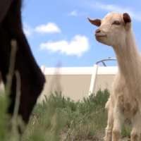 Grazing goats back at work in Eagle Mountain