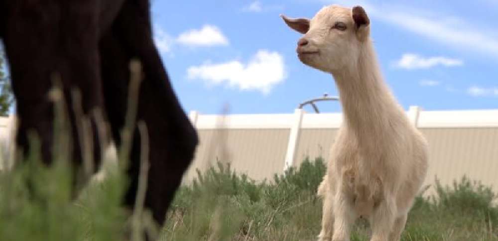 Grazing goats back at work in Eagle Mountain
