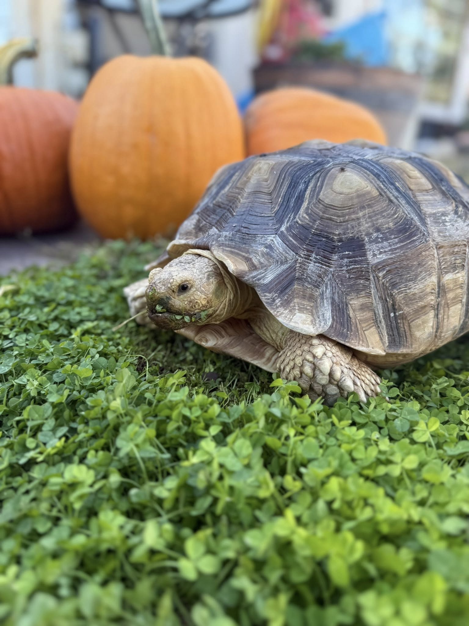 St. George neighborhood throws salad in the streets to find runaway tortoise
