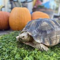 St. George neighborhood throws salad in the streets to find runaway tortoise