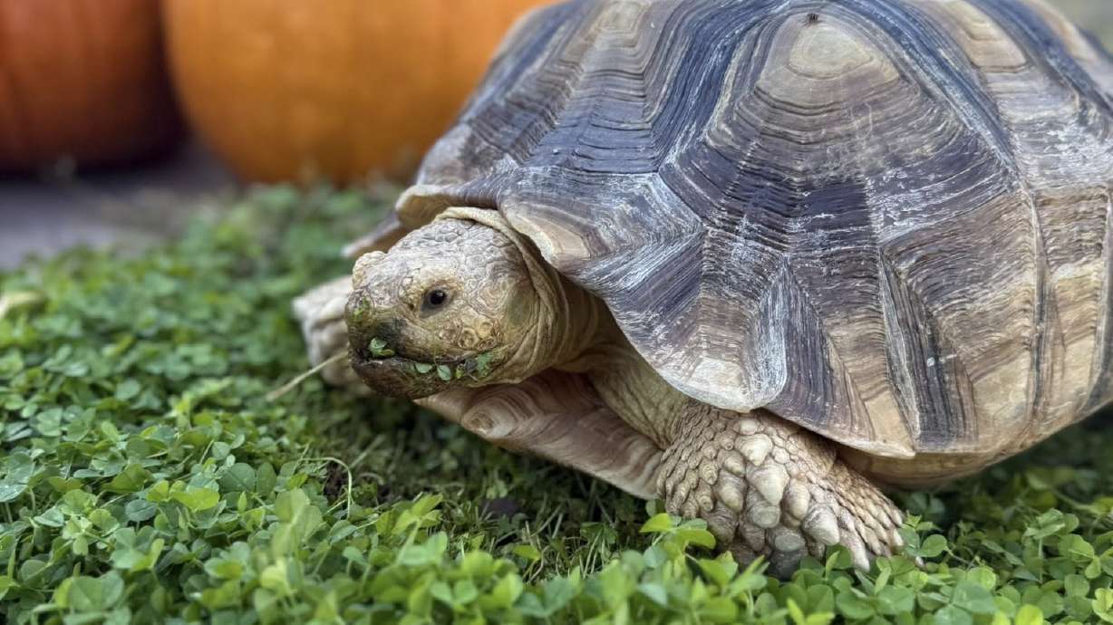 A St. George family is searching for their 11-year-old tortoise Yertle who they say has run away. The neighborhood has put out veggies in hopes of luring her home.