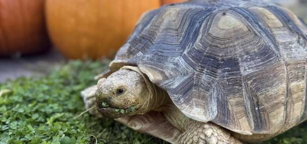 St. George neighborhood throws salad in the streets to find runaway tortoise