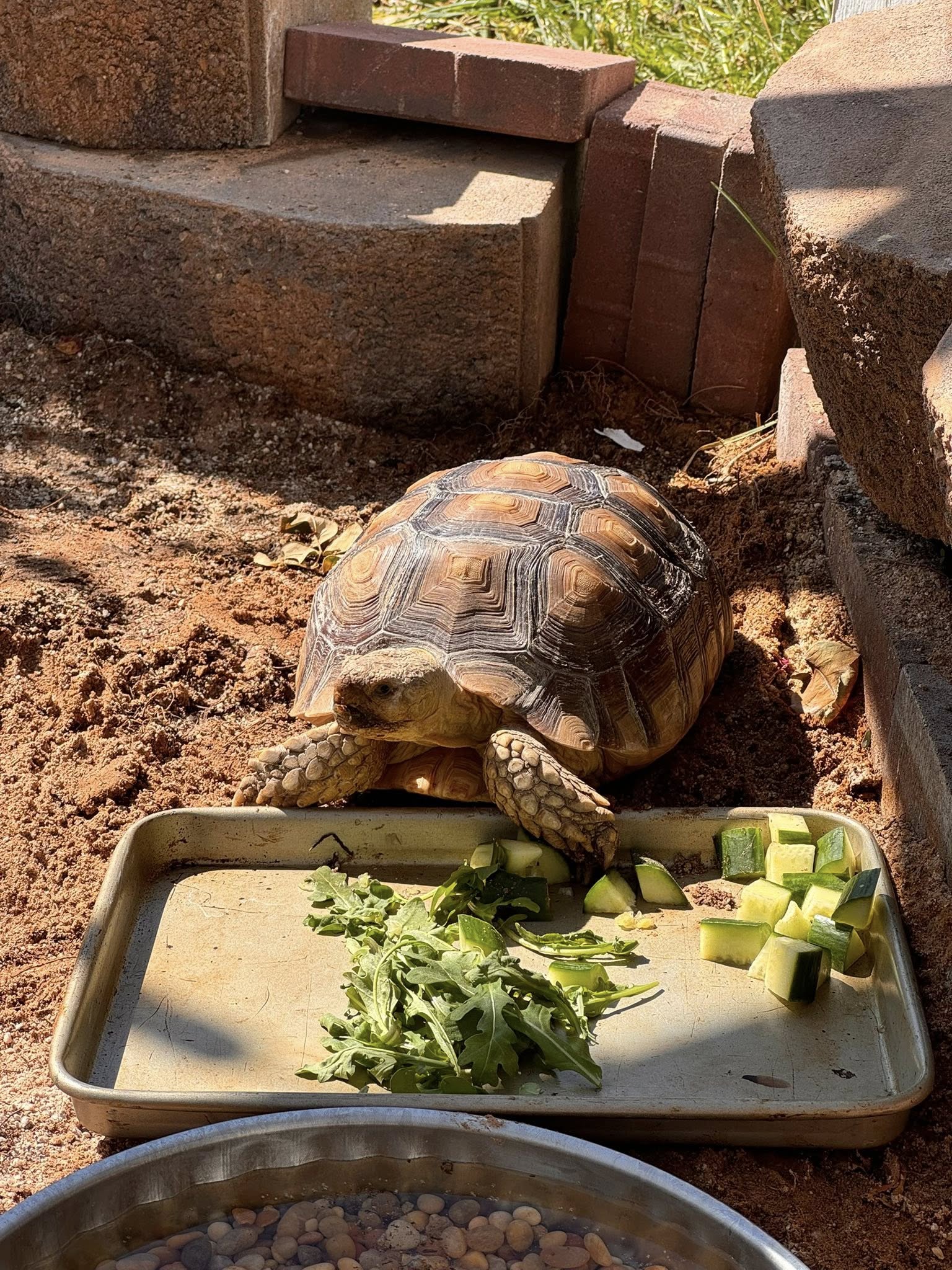 A St. George family is searching for their 11-year-old tortoise, Yertle, who they say has run away. The neighborhood has put out veggies in hopes of luring her home.