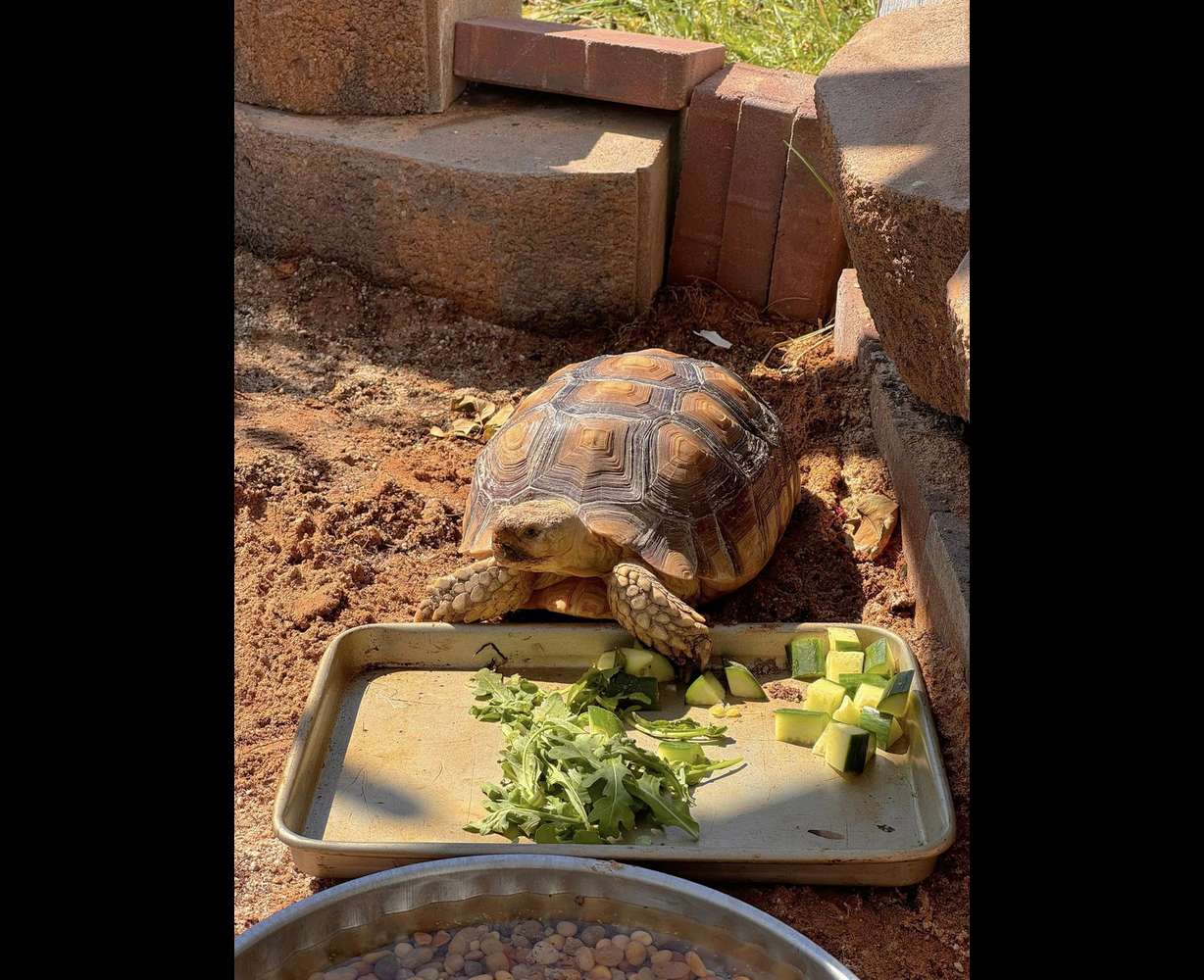 A St. George family is searching for their 11-year-old tortoise, Yertle, who they say has run away. The neighborhood has put out veggies in hopes of luring her home.