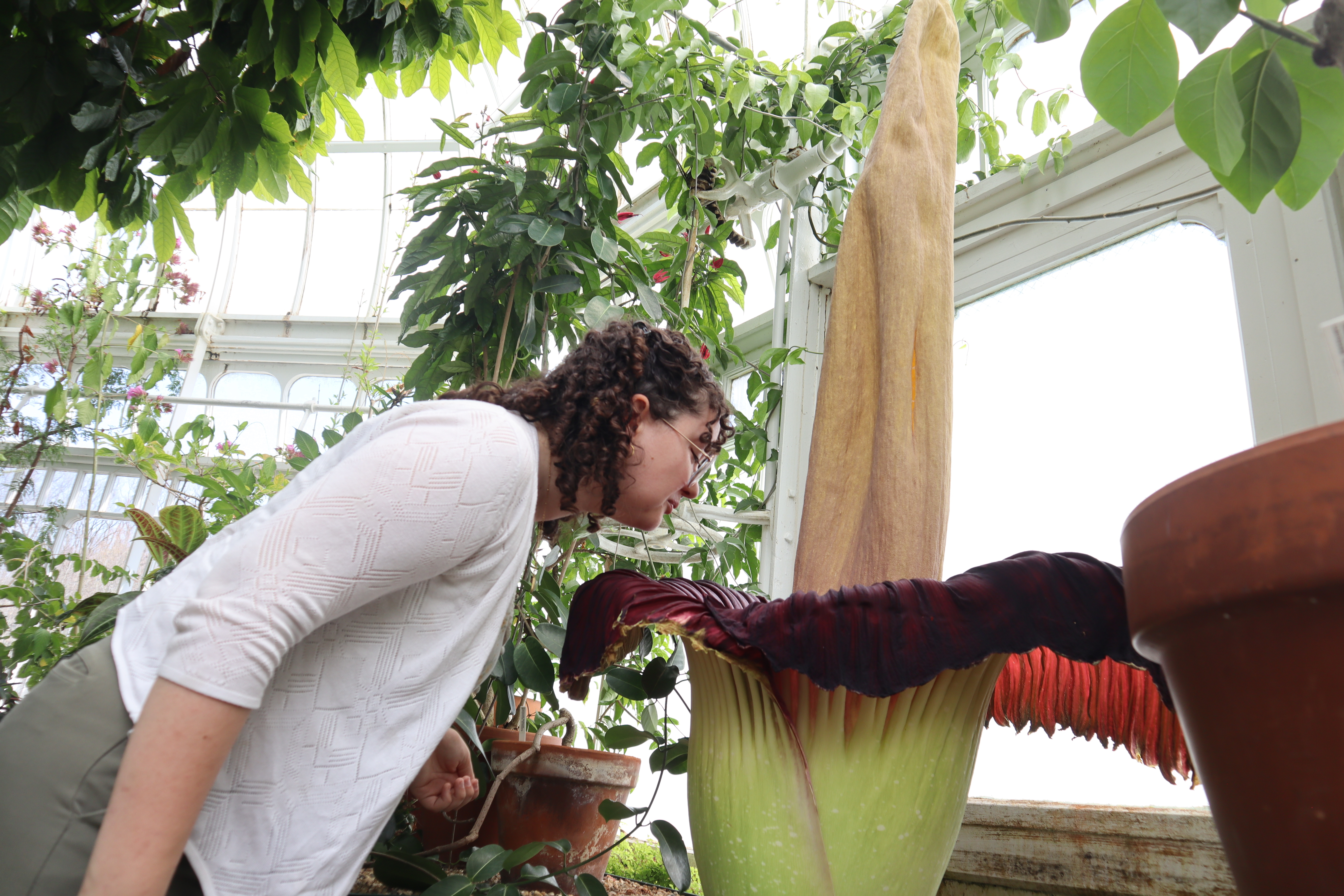 Mount Holyoke's corpse flower blooms again, drawing crowds to its 'rotting flesh' stench
