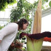Mount Holyoke's corpse flower blooms again, drawing crowds to its 'rotting flesh' stench