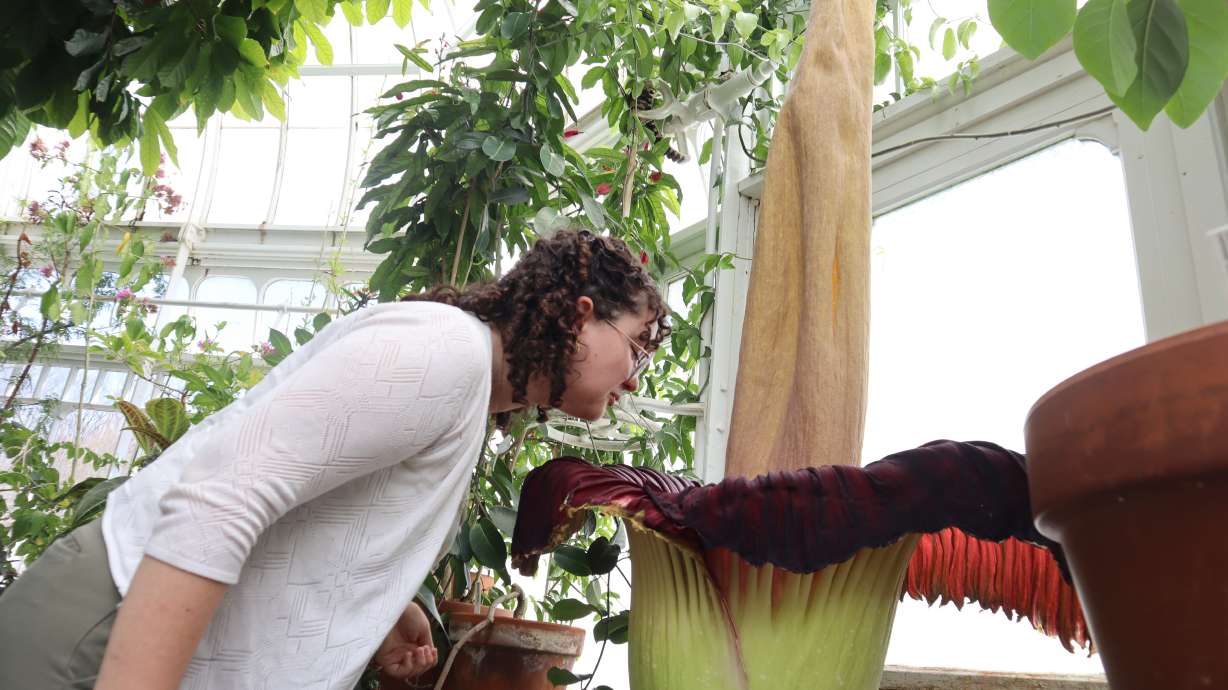 Caroline Murray leans in to smell the blooming corpse flower known as "Pangy" at the Talcott Greenhouse at Mount Holyoke College in South Hadley, Mass., Tuesday. Crowds gathered Wednesday to get a whiff of the flower for themselves.