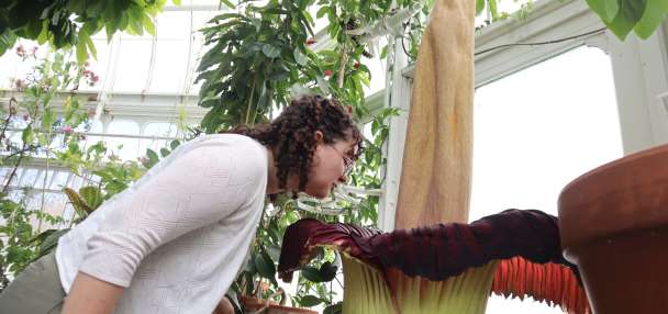 Mount Holyoke's corpse flower blooms again, drawing crowds to its 'rotting flesh' stench