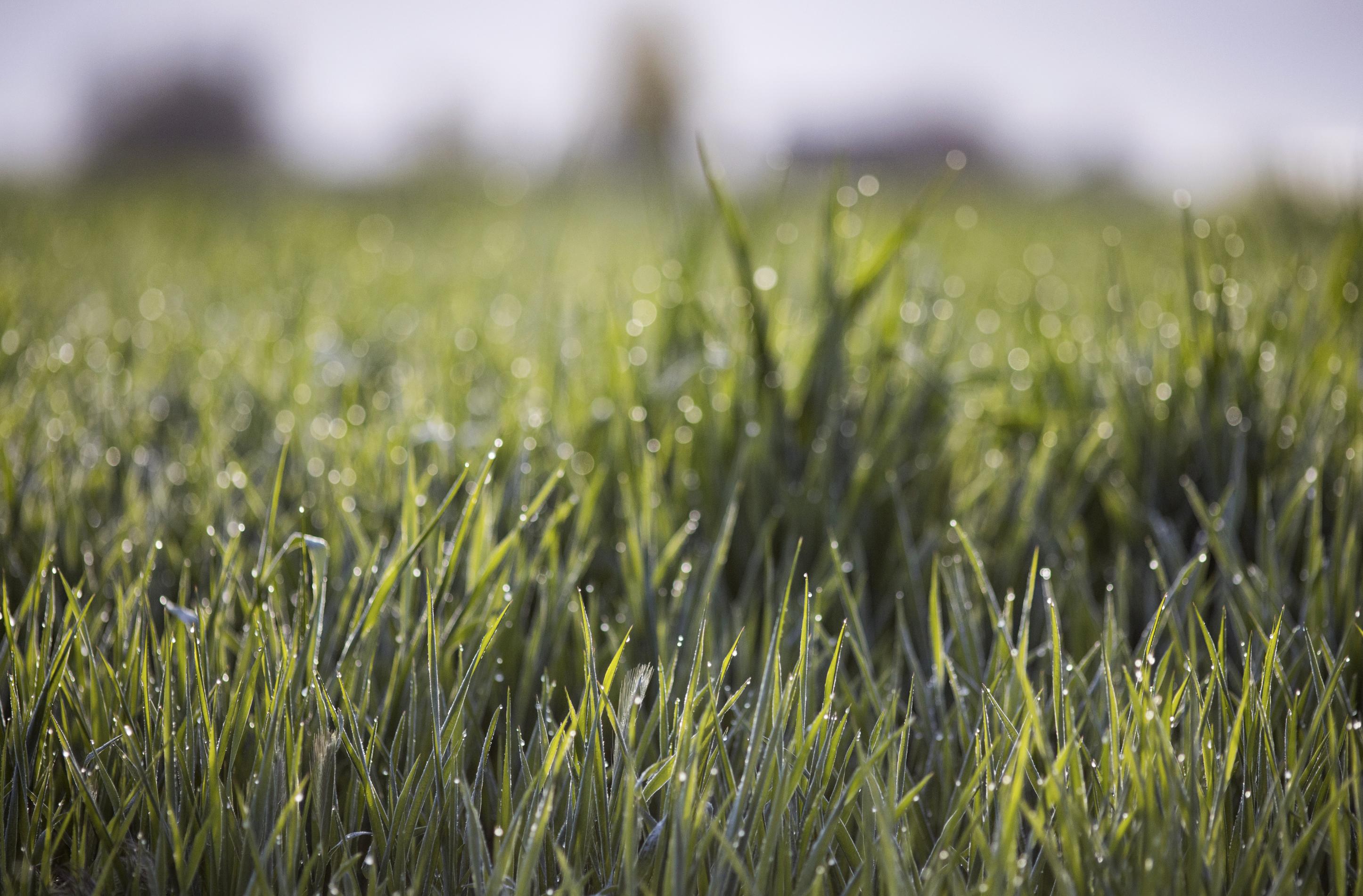 Saving every drop: Inside a dairy farm's approach to water use