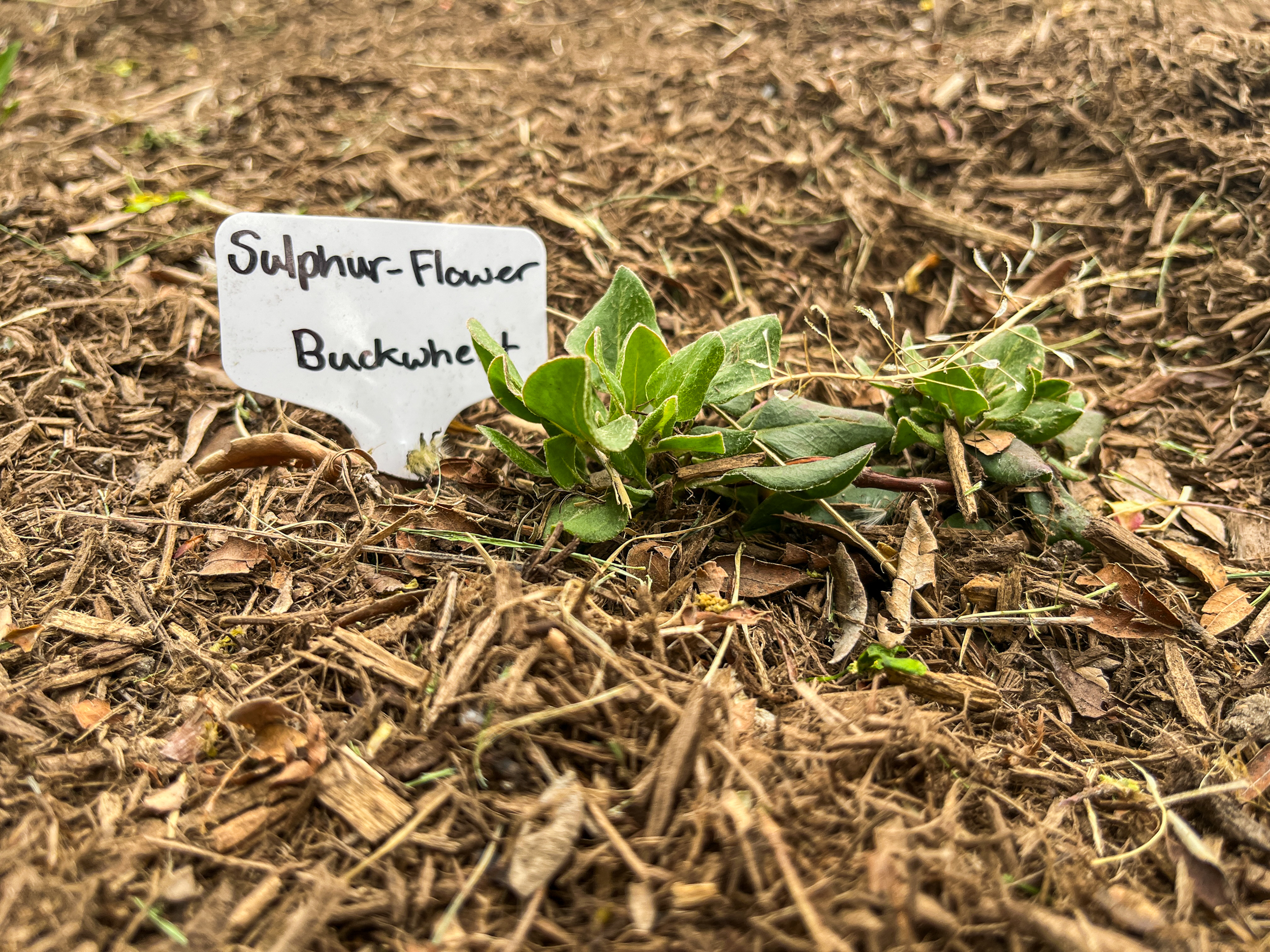 A sulphurflower buckwheat plant begins to sprout at the "Go Native! Community Garden" outside of City Academy in Salt Lake City on Wednesday. The garden, designed by students, offers residents examples for starting their own native plant gardens.