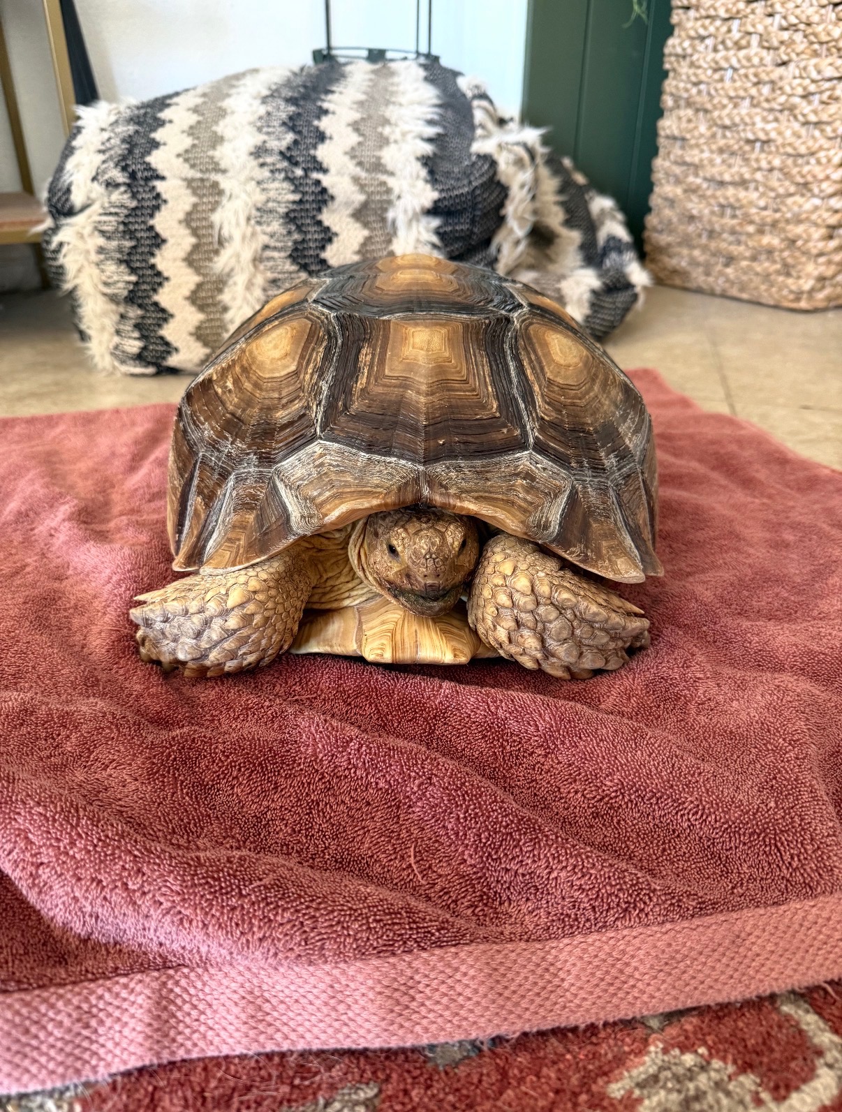 Runaway tortoise found safe in St. George