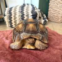 Runaway tortoise found safe in St. George