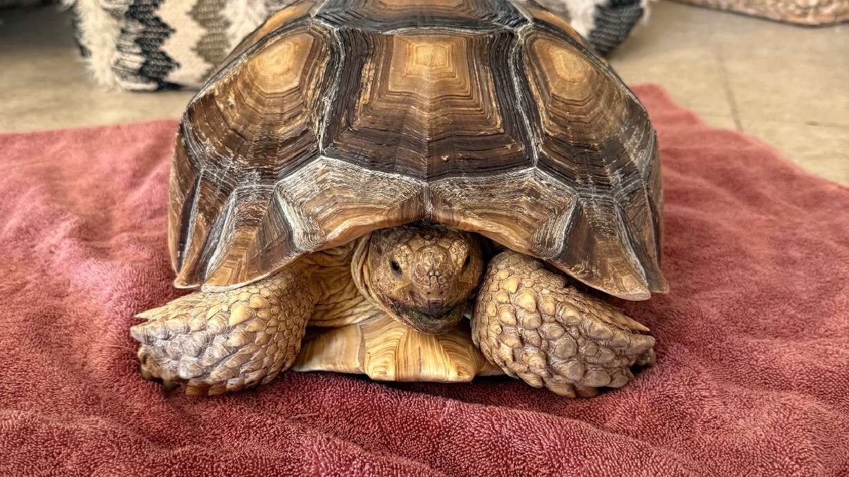 A runaway tortoise was found safe in St. George after neighbors threw salad in the street to lure her out. She was missing for four days.