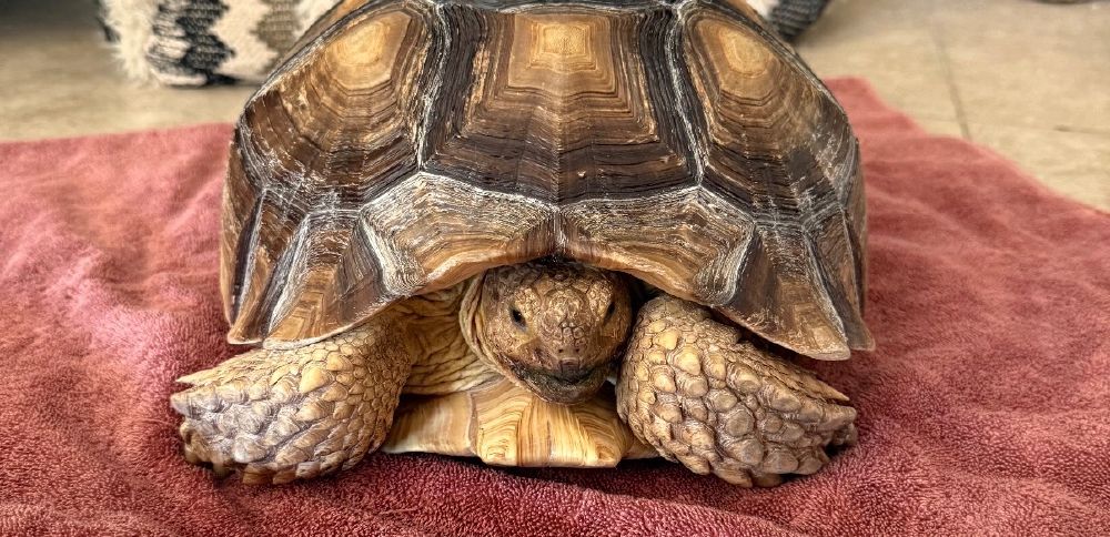 Runaway tortoise found safe in St. George
