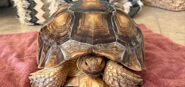 Runaway tortoise found safe in St. George