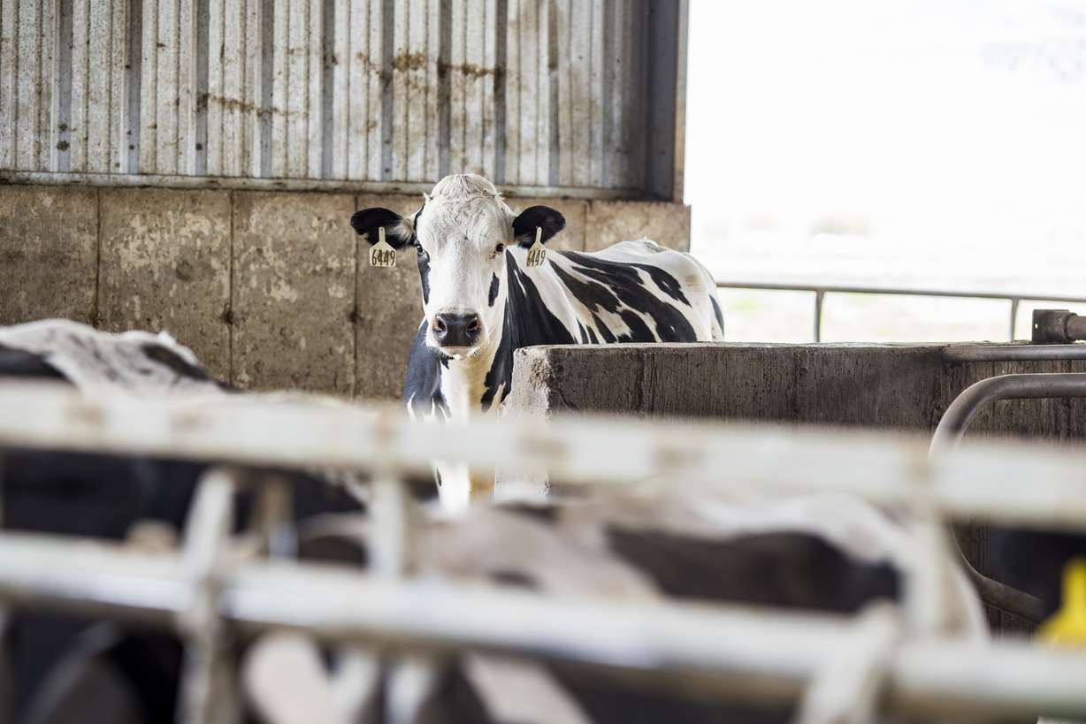 Saving every drop: Inside a dairy farm's approach to water use
