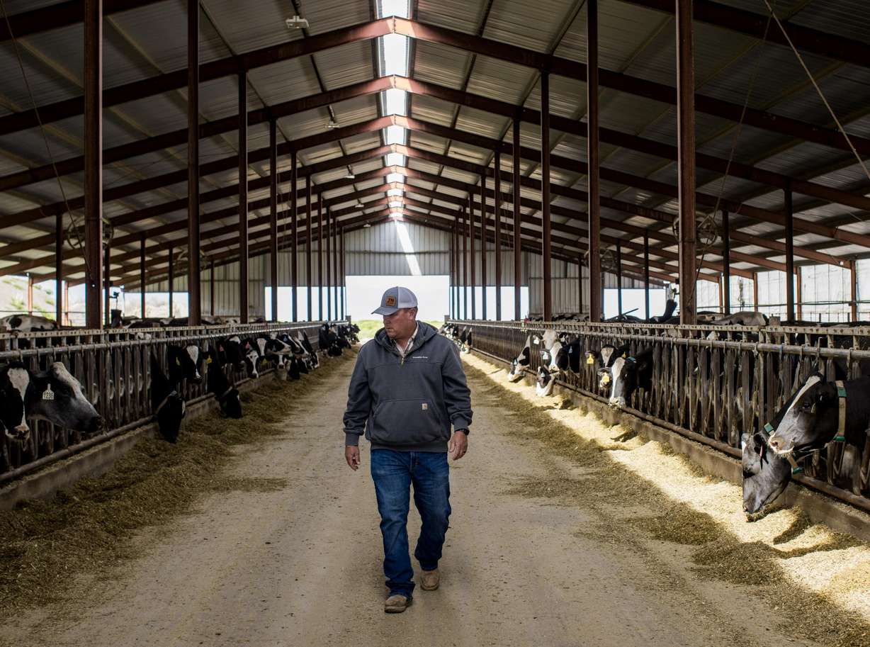 Saving every drop: Inside a dairy farm's approach to water use