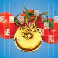 Tomatoes are having a moment. You might not like the reason