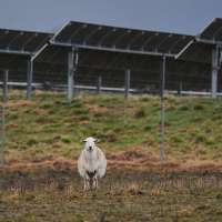 Some American farmers bet on solar. Then Trump changed the rules