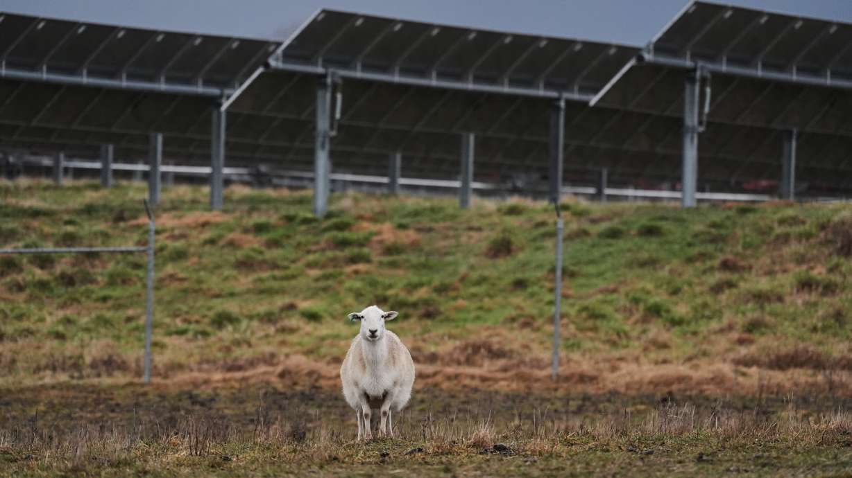 A sheep stands in front of solar panels on a farm Jan. 14, in Lancaster, Ky.