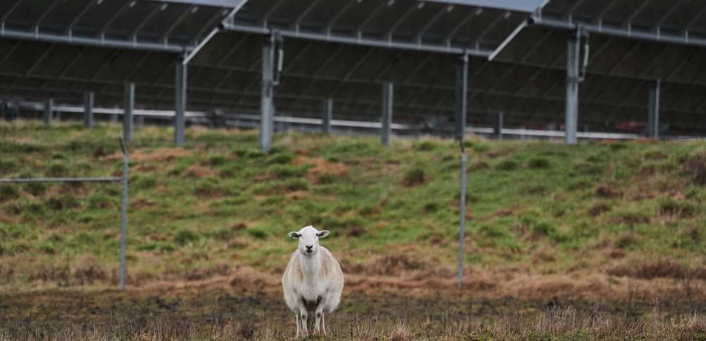 Some American farmers bet on solar. Then Trump changed the rules