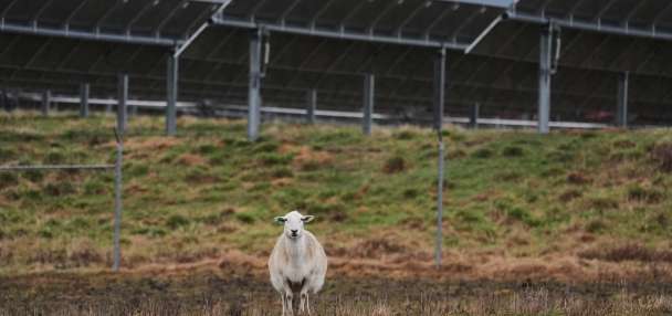 Some American farmers bet on solar. Then Trump changed the rules